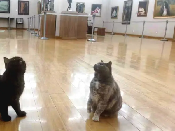 小貓咪“防曬”的奇葩開啟方式合集 小貓咪“防曬”的奇葩開啟方式合集