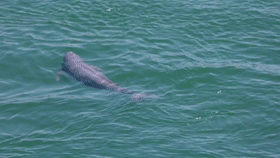 和大熊貓、金絲猴相比,這些我國特有的野生動物卻鮮為人知 和大熊貓、金絲猴相比,這些我國特有的野生動物卻鮮為人知