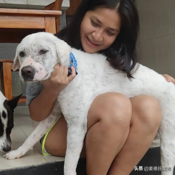 撿到一個禿毛流浪狗,才3個多月,它就變超甜大白... 撿到一個禿毛流浪狗,才3個多月,它就變超甜大白...