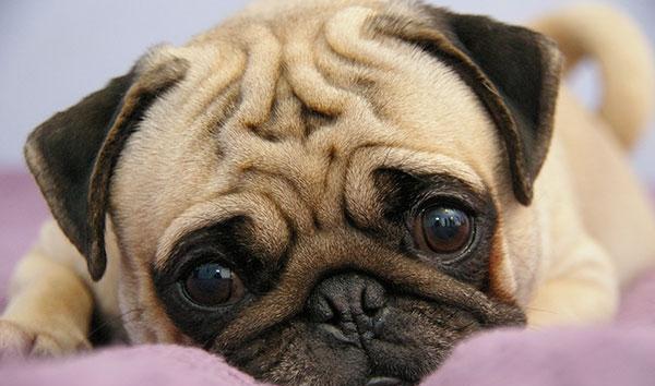 這7種狗，愛乾淨、易餵養，養過的人從沒後悔過