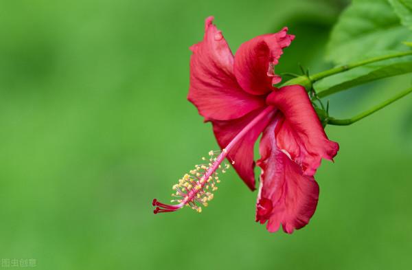 花草三不送,送了變仇人,不可否認,老祖宗說的話,真的有道理 花草三不送,送了變仇人,不可否認,老祖宗說的話,真的有道理