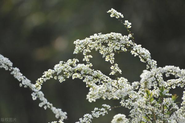 8種花即將“過季”，喜歡的話抓緊種，還來得及
