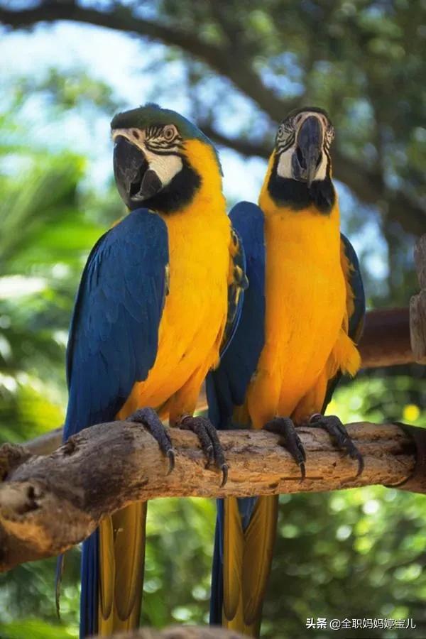 分享——比翼鳥