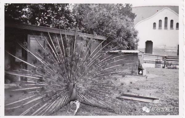 沒救了，燉了吧：二戰中的德國柏林動物園