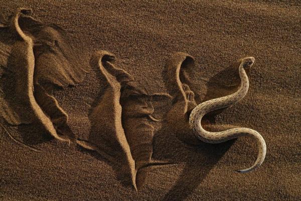 35個硬核動物鏡頭：狠人騎電動車馱鱷魚回家，狂躁症貓咪見人就打