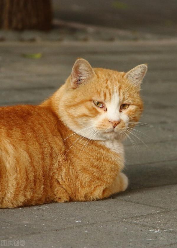 縱然養貓千百種，不養大橘空遺憾 2、和大橘的吻頸之交