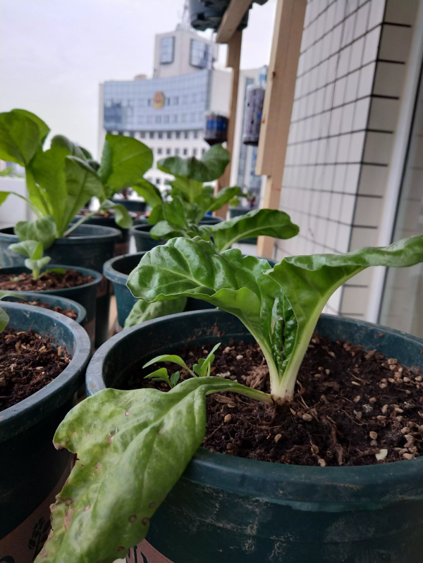 陽臺種菜的樂趣