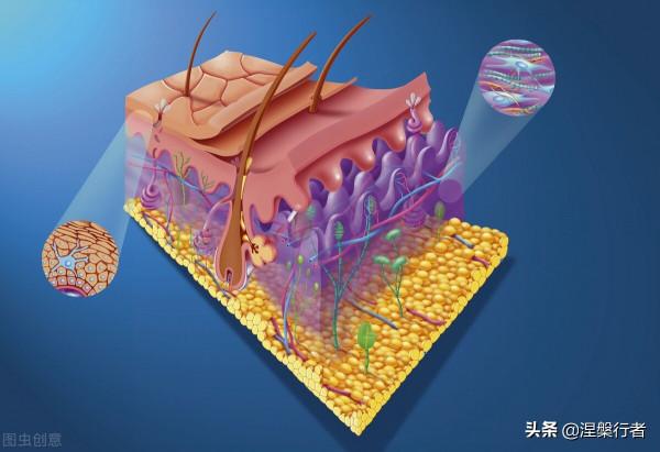 人類褪毛簡史 人類褪毛簡史