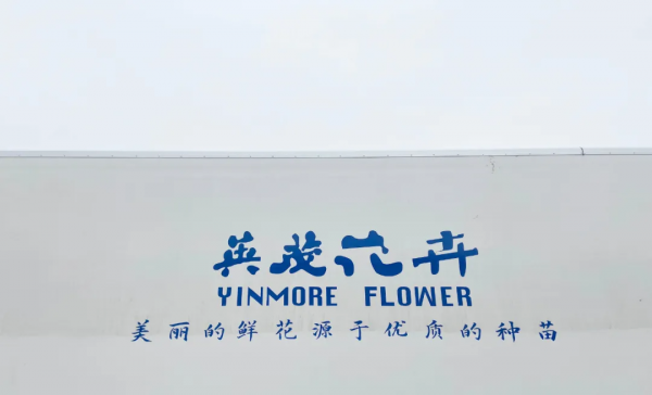 紅火過年，寓意吉祥，春節年宵花選購指南第1期，附養護攻略