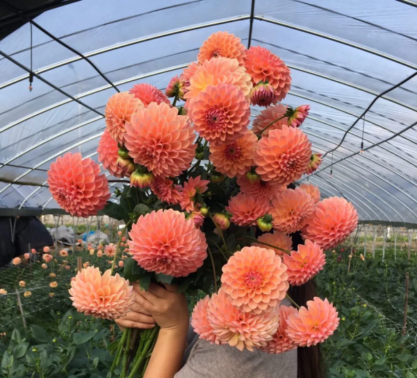 大麗花扦插方法，一盆變十盆，成活率100%