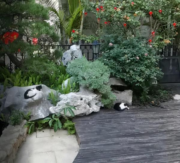 流浪母貓帶著3個孩子，主動上門求收養：求求你別趕我們走