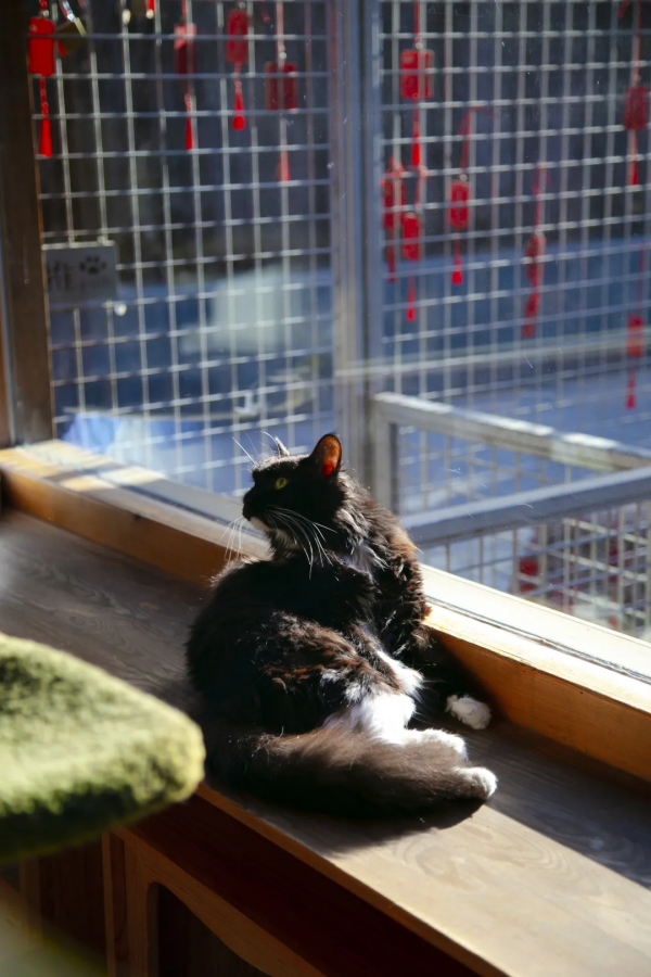 歲末大掃除，小米來監督