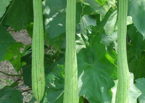 誓顏永恆：堅持吃3種食物，美白護膚、滋潤身體，早吃早好