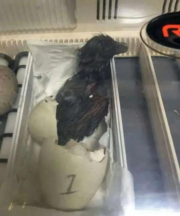 為了保護瀕危水鳥,有人去偷蛋,有人放棄年薪百萬 為了保護瀕危水鳥,有人去偷蛋,有人放棄年薪百萬