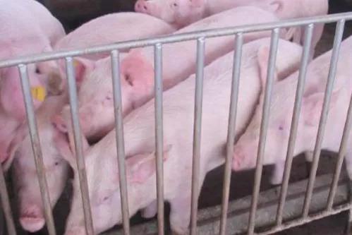 蔥價跌50%,仔豬漲40%,羊價驟漲,雞價低迷,糧價穩中回跌,咋了 蔥價跌50%,仔豬漲40%,羊價驟漲,雞價低迷,糧價穩中回跌,咋了