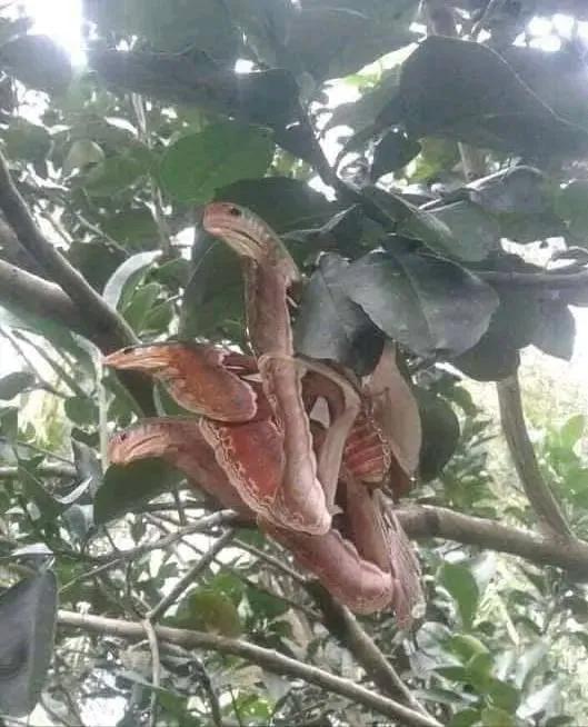 動物界難得一見的奇葩景象,太驚豔了,無比驚歎,讓人過目不忘 動物界難得一見的奇葩景象,太驚豔了,無比驚歎,讓人過目不忘