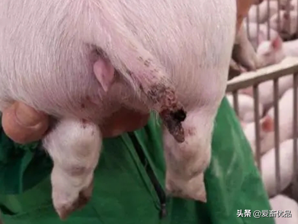 豬總是咬尾巴怎麼辦？原因有這幾點，主要還是這樣解決