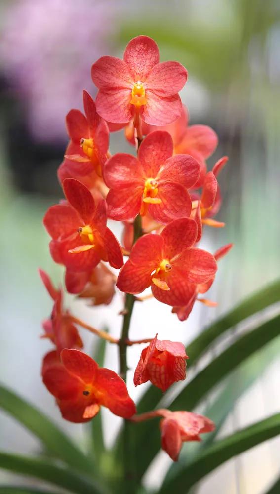 分享圖片：大紅精品蘭花66款