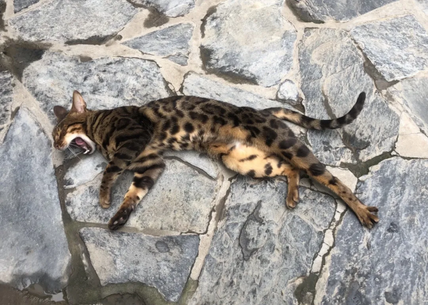 觀復貓新品:兩腳獸可吸貓“條” 觀復貓新品:兩腳獸可吸貓“條”