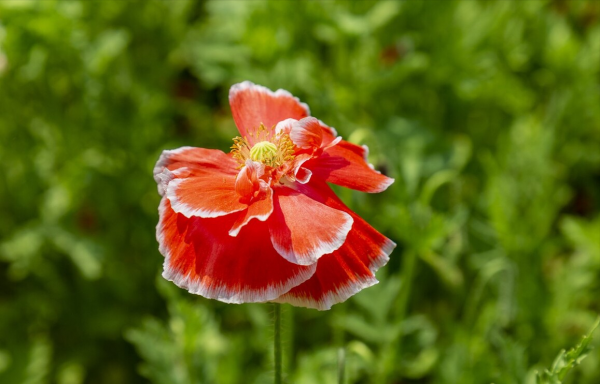 “越漂亮的花越有毒”!認識11種“有毒植物”,遠離危害 “越漂亮的花越有毒”!認識11種“有毒植物”,遠離危害