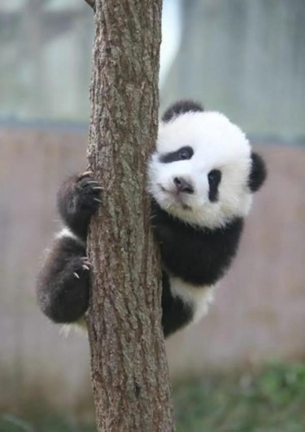 圖片分享—呆萌可愛大熊貓