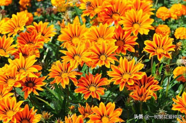 一年四季種啥花，推薦這56種花，詳細特點，讓你買到更適合自己的