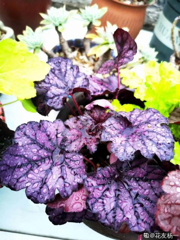 超美的礬根,秋天搬外邊一曬,越曬顏色越好看 超美的礬根,秋天搬外邊一曬,越曬顏色越好看