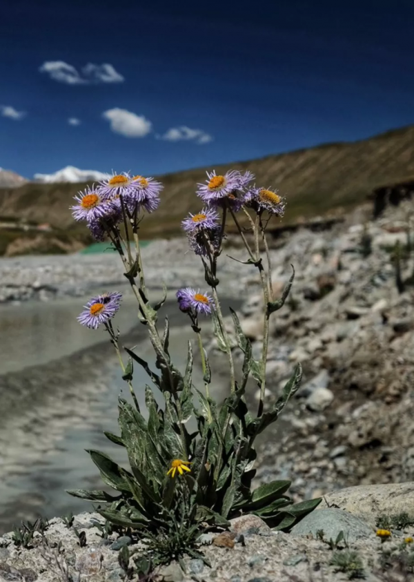 中國面積最大的國家公園,這片“人類禁區”終於限時開放了 中國面積最大的國家公園,這片“人類禁區”終於限時開放了