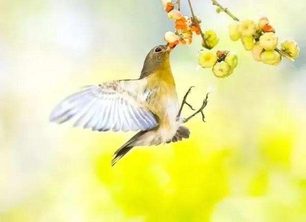 分享圖片&mdash;&mdash;美麗彩色小鳥集錦