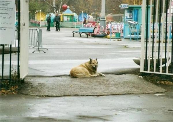 狗在莫斯科 狗在莫斯科