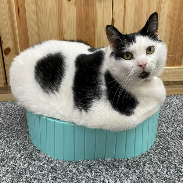 營養不良的貓，憑本事把自己喂成“豬”