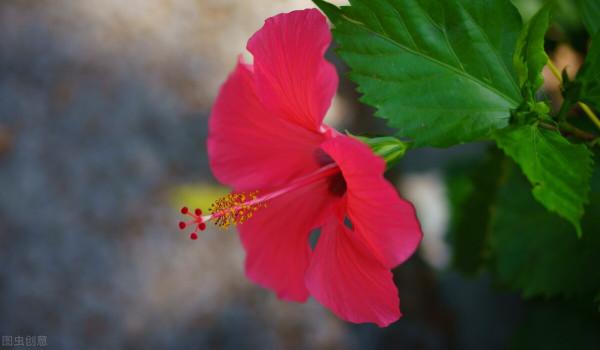 34種常見花草耐凍極限溫度，哪些該搬到室內養，一清二楚