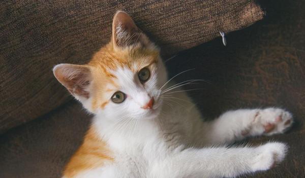 為什麼養公貓的人比養母貓的人多？說實話，公貓更好養