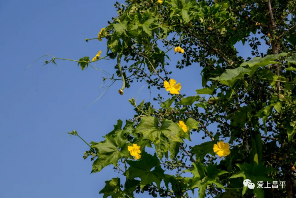 北京有個風景秀美的村莊,溪流疊水,野花遍地,現在去正好 北京有個風景秀美的村莊,溪流疊水,野花遍地,現在去正好
