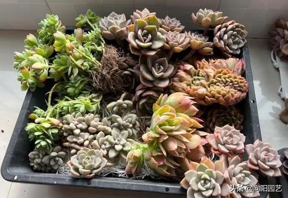 買多肉的時候歡天喜地，買回家發愁了，一大筐子，該咋辦？