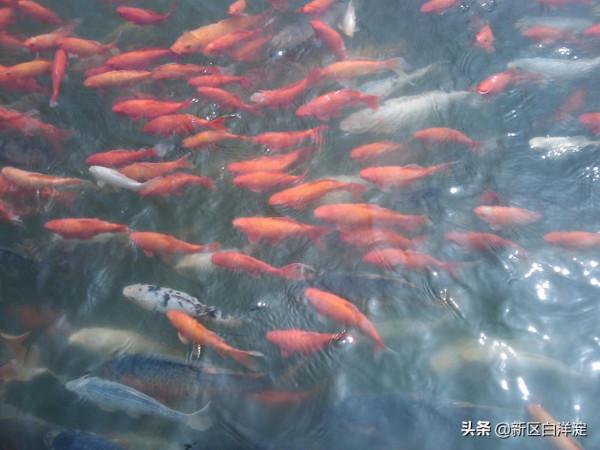 白洋淀人家(四十):二馬詹二秘密定毒計,百勝紅燈送藍赴高陽 白洋淀人家(四十):二馬詹二秘密定毒計,百勝紅燈送藍赴高陽