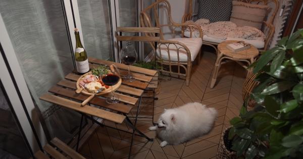 一人一狗，獨居生活有條有序，要是沒結婚，我也想過這樣的生活