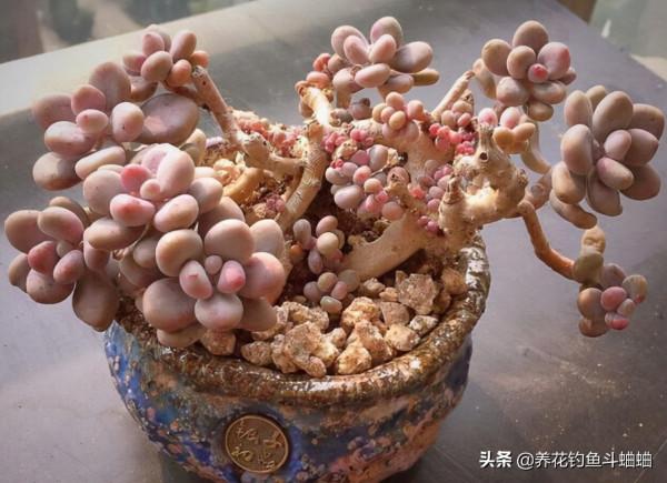 適合新手的桃蛋多肉,掌握三秘訣,遇水瘋長,三個月還能變老樁 適合新手的桃蛋多肉,掌握三秘訣,遇水瘋長,三個月還能變老樁