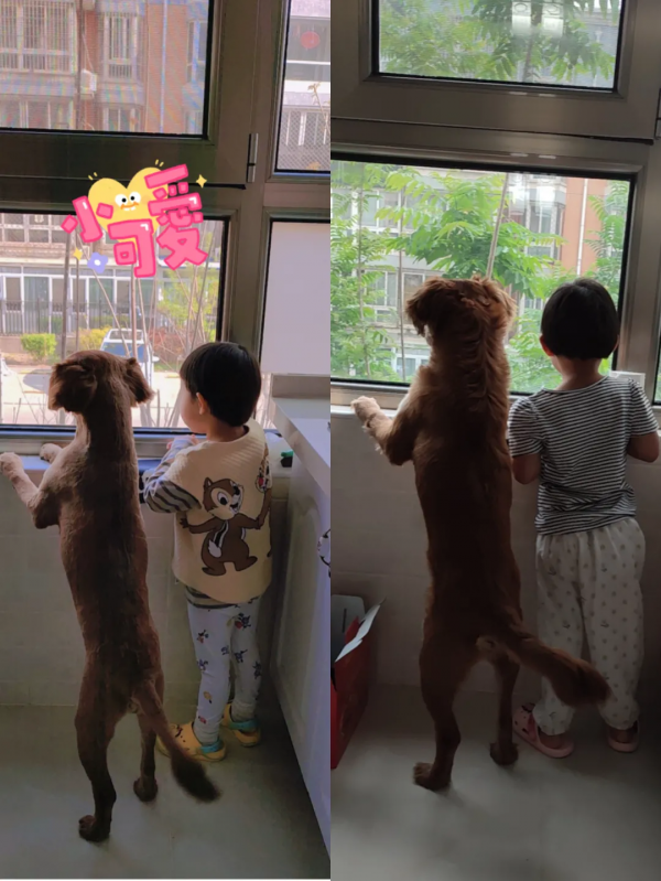 在樹林裡撿到一隻潦草小串串,幾個月後,長成了盛世美顏 在樹林裡撿到一隻潦草小串串,幾個月後,長成了盛世美顏