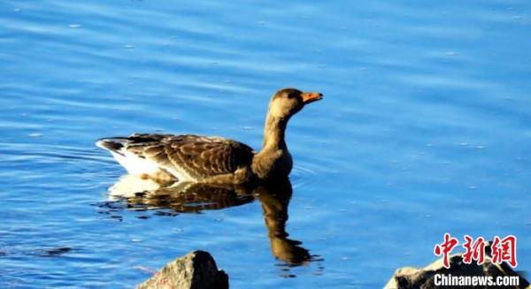 內蒙古大興安嶺首次記錄到國家二級保護動物白額雁