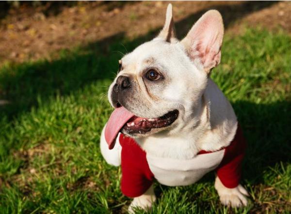 法國鬥牛犬經常吃太鹹,傷害很大,尤其是這幾點 法國鬥牛犬經常吃太鹹,傷害很大,尤其是這幾點