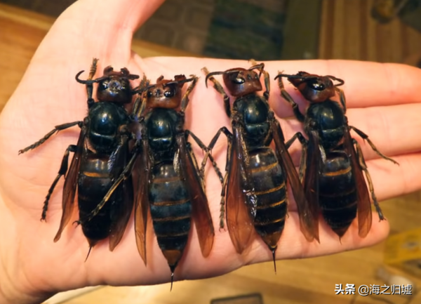 28張關於動物的對比照片,看完又漲知識了 28張關於動物的對比照片,看完又漲知識了