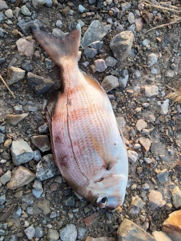 今年第一次釣上來這是什麼魚