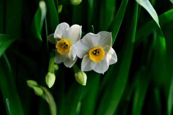 水仙花 大全 請欣賞 美極了