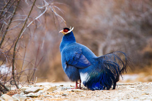 東江攬勝:收集常見鳥類圖譜之陸禽篇,攝鳥人自留地,建議收藏 東江攬勝:收集常見鳥類圖譜之陸禽篇,攝鳥人自留地,建議收藏