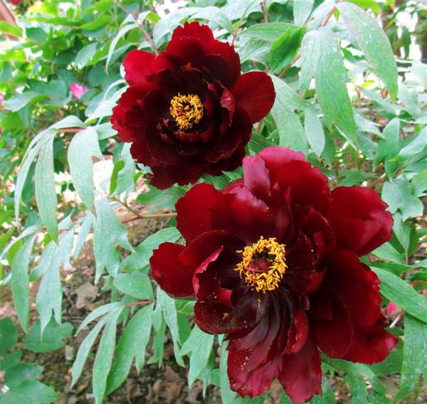 “不易死”的5種花，吉祥又大氣，少管“控水”才能開成大花球