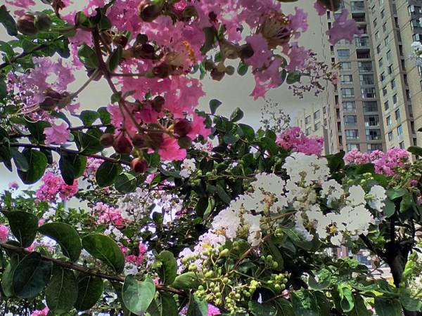 你喜歡紫薇花? 你喜歡紫薇花?