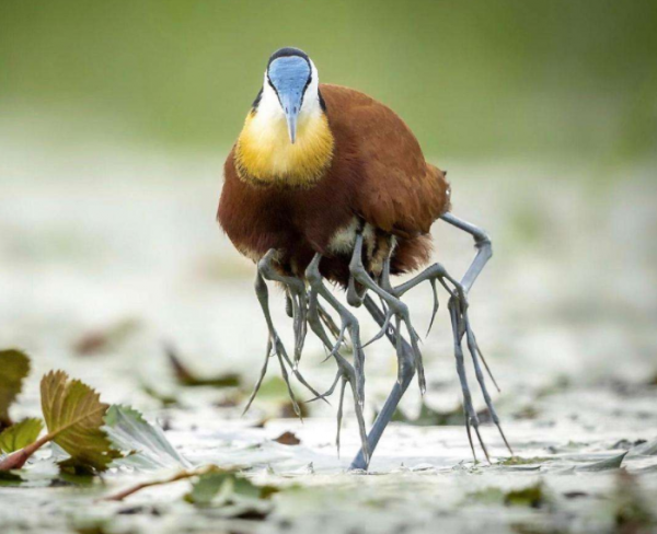 腳趾特別長的兩種動物，它們還挺有特點的，說不定你還見到過