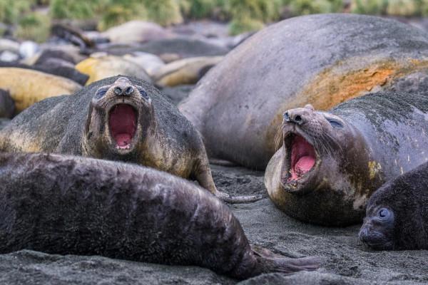 我們去南極結婚了 我們去南極結婚了