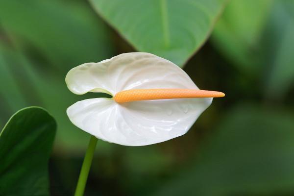 寓意一帆風順的室內觀葉植物-植物非試管高效快繁白掌 寓意一帆風順的室內觀葉植物-植物非試管高效快繁白掌